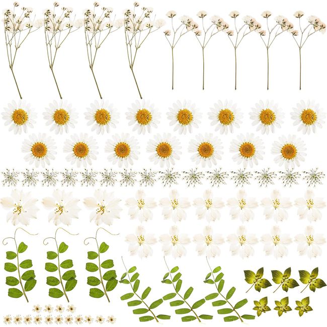 Noamus 81 Pcs Dried Pressed Flowers, Natural Real Dry Leaves Kit, Real White Daisy Gypsophila Larkspur for Resin Jewelry, Art Floral Decorations for Plant Herbarium, Scrapbooking DIY, Candle Crafts