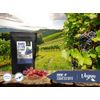 Grape Seed Extract