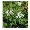4 Water celery Pond Plant Bog Marginal