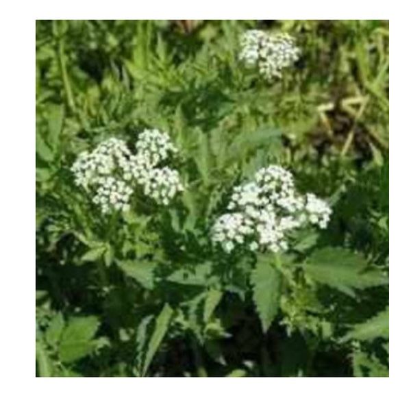 4 Water celery Pond Plant Bog Marginal