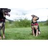 EZYDOG Quick Harness XXS Black