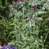 Outsidepride 200 Seeds Biennial Milk Thistle Herb Seeds for Planting