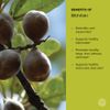 Banyan Botanicals Bibhitaki Powder - Certified Organic, 1/2 Pound - Terminalia belerica - Detoxification and Rejuvenation for kapha*