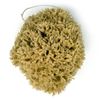 12CM Sea Sponge Unbleached Honeycomb Natural Seasponge for Bath Use, for Baby, or Art use (S Size 10-12 cm)