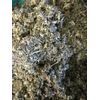 Mullein + Marshmallow + Raspberry Leaf - Healing Organic Herbal Mix - 2 lb Pound