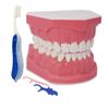 1.5 Times Large Dental Typodont Model Tooth Brushing flossing Practice Model Demonstration Removable Lower Teeth for Kids Dental Students Tooth Teach Study,  4.5 Inch x3.5 Inch x3.5 Inch