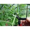 Okatsune 307 cutting scissors with short blade, suitable for harder (wood) trunks