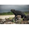 Galapagos 3D with David Attenborough [Blu-ray 3D]