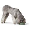 HUNTER Osby Ceramic Bowl Khaki Colour 550 ml