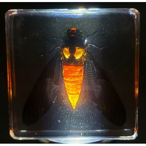 38mm Real Red Cicada in Crystal Lucite Resin Specimen Preserved Hueschy Incarnata Insect Taxidermy Collection for Biology Science Education & Desk Ornament Display Supplies