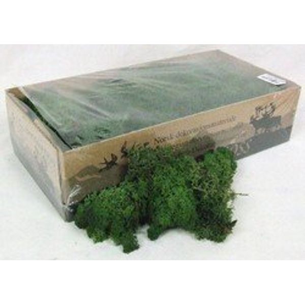 Reindeer Moss