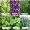 2525 Herb Seeds, 6 Essential Culinary Pack- Mint / Lavender / Thyme / Rosemary