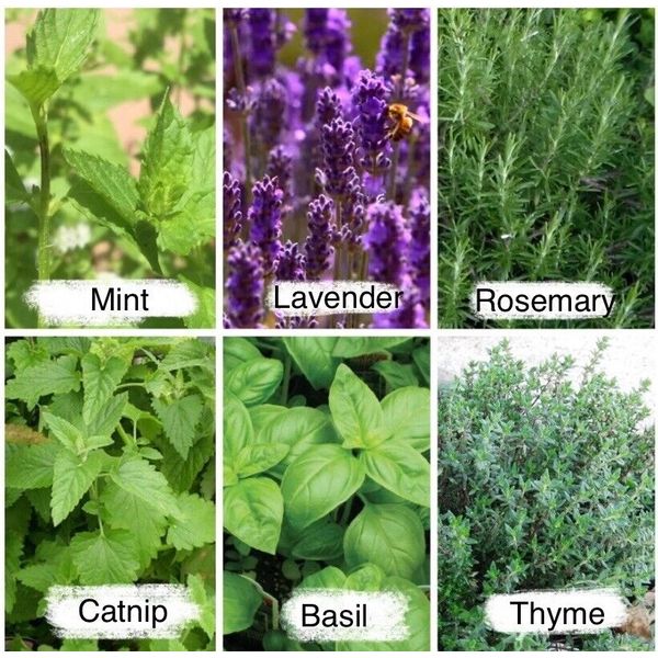 2525 Herb Seeds, 6 Essential Culinary Pack- Mint / Lavender / Thyme / Rosemary