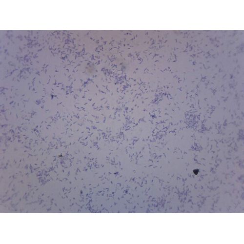 EISCO Clostridium Botulinum, Gram-Positive - Prepared Microscope Slide - 75 x 25mm - Biology & Microscopy