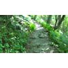 Virtual Hiking on Sharp Top Mountain, Va. Exercise DVD