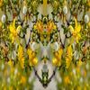 CHAPARRAL LEAF With Absolutely No Additives Wild Crafted 100 Vegetarian Capsules