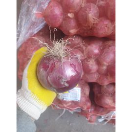 Fresh - Onion - Red