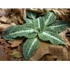 Rattlesnake Orchid 5 roots perennial