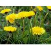 diuretics for water retention - DANDELION ROOT 520MG - digestion supplements 2B