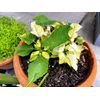 50 - ELEPHANT EAR BULBS (Easy to grow)