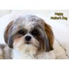 Shih Tzu Mothers Day Card