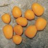 Fake Maize - Sinking - Pkt. 8 - Enterprise Tackle