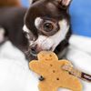 GiGwi Dog Toy Gum Dog Human