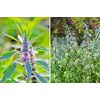 Pure Herbs: HT Combination Capsules - 100 ct - 600mg