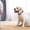 Rhea Rose Dog Martingale Collar with Quick Release Buckle, Adjustable Soft Escape Proof Training Collar, Pink Daisy Patterns, Large