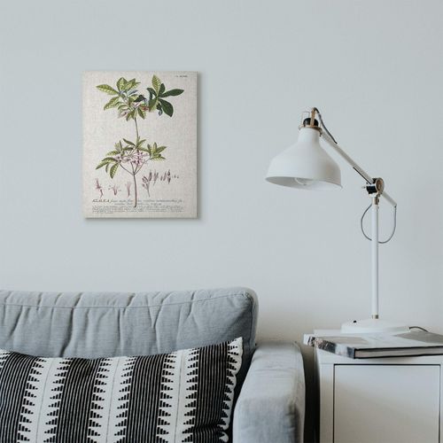 Stupell Industries Botanical Plant Illustration Pink Flowers Vintage Canvas Wall Art, 16 x 20, Design by Artist Unknown