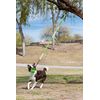Jolly Pets Tree Tugger For Dog, Green