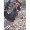 Eggs By Fall Heavy Layers 12 Pack Fertile Hatch Chicken Eggs! NPIP/AI