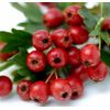 natural multivitamins - BLOOD PRESSURE SUPPORT - olive leaf supplement 2B