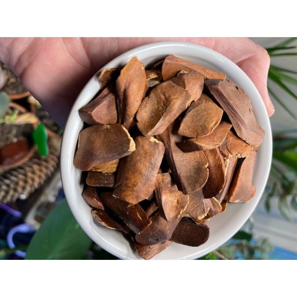 Swietenia macrophylla 40 Seeds, Sky fruit, Mahagony, Mahoni, From  indonesia