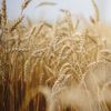 RAUSCH Wheat Germ Nutrition Treatment 100 ml