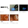 Gamakatsu LETC365UV Battery Operated Handy Light