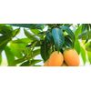 Artistic Solutions Mango Leaves / Fresh Organic (10-12 leaves)
