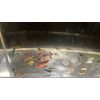 20+2 CULLS Neocaridina Shrimp Blue Juvenile Algae Eater
