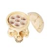 Ink Cup Holder,2pcs Lots Design Hard Hard Skull Resin Tattoo Ink Cap Cup Holder Stand for Permanent Makeup Tattoo Kit Tattoo Accessory