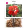 4 Pink Hawaiian Tropical Mix: Cattleya, Plumeria,Ginge