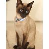 Rogz Catz NightCat Paws Collar, Black