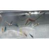 20+2 CULLS Neocaridina Shrimp Blue Juvenile Algae Eater