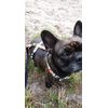 Max & Molly Urban Pets H-Harness - Watermelon - S
