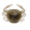 Berkley Gulp! Peeler Crab Soft Bait - Molting - 2in | 5cm