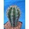 Tucson Tools Goognice Saguaro Cactus 5" to 10" Tall 8 to 10 Years Old (Shipped Bare Root!)
