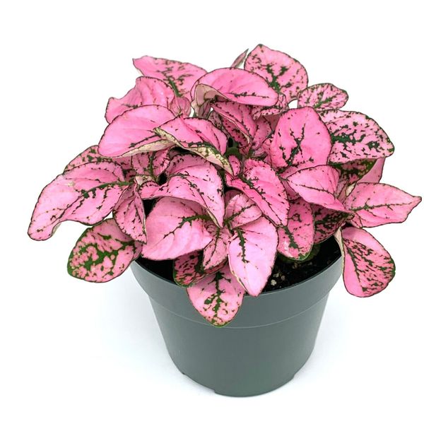 Hypoestes Pink Splash Live Potted House Plants Air Purifying, 2.5" Pot