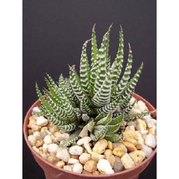 Haworthia Attenuata, zebra zebrina exotic rare succulent cactus plant cacti 4"