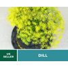 Dill, Bouquet - 100 Seeds - Culinary Herb - Heirloom - NonGMO