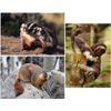 Badger, Sloth, Marmot - 3D Lenticular Postcards - Three 4x6 Greeting Card