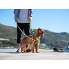 Rogz Control Harness Reflective Large Pink